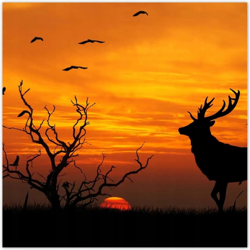 Poszterek 70x70 Szarvas és naplemente