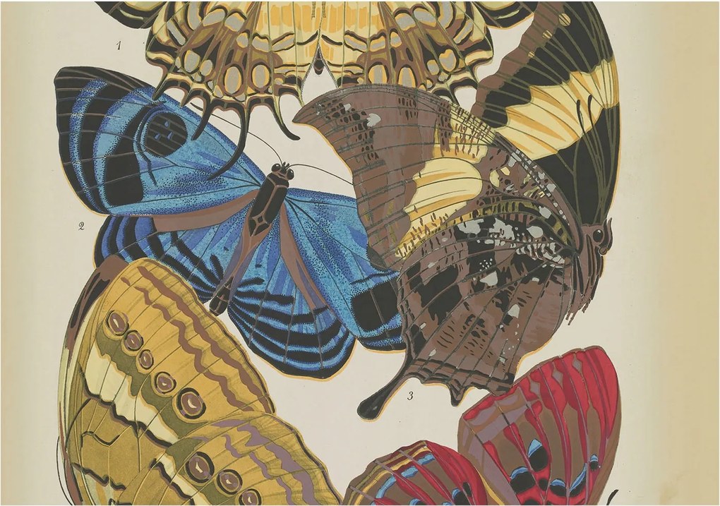 Divatos Flizelin Fali Tapéta Furnér Pillangók inspiráció 312x219 Ragasztó