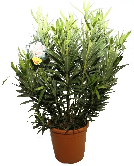 LEANDER BOKOR CS: 26CM OLEANDER