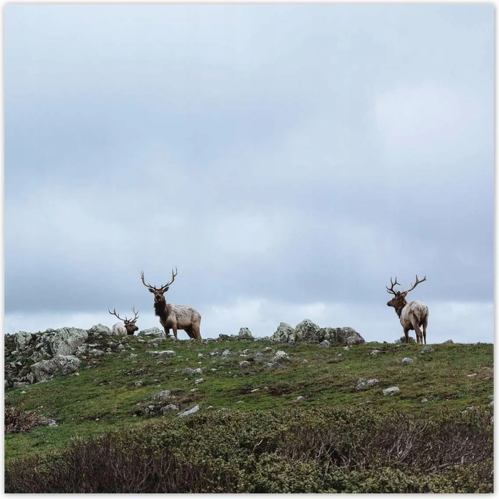 Poszterek 100x100 Szarvas felszarvazott