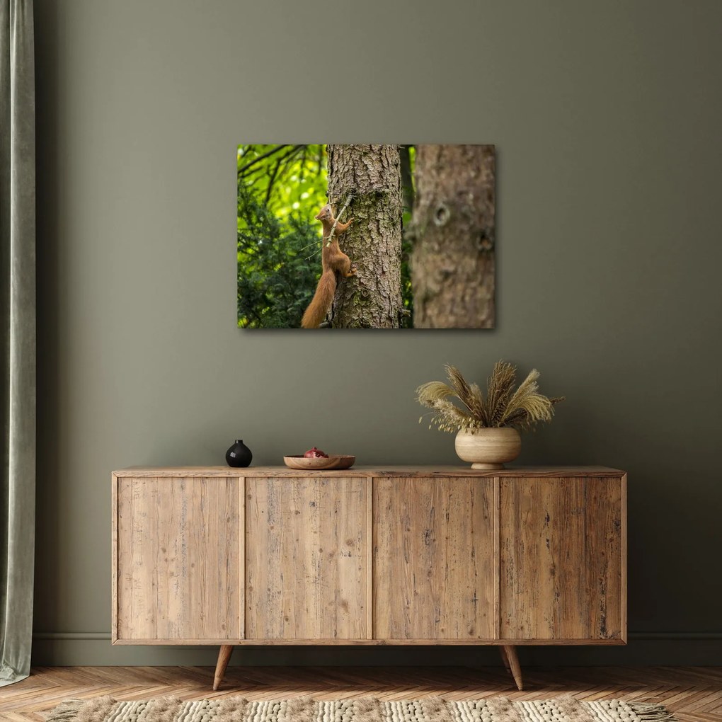 Kép - Mókus (70x50 cm)