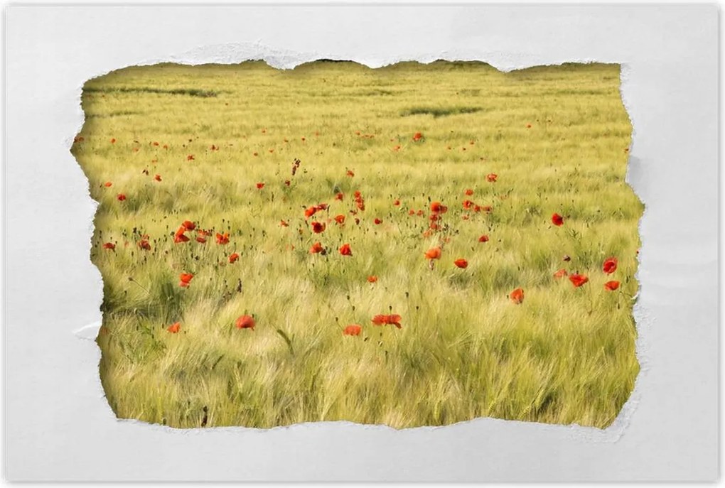 Poszterek 60x40 Pipacsok a mezőn