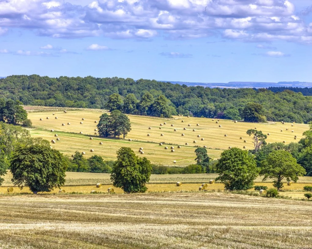 Poszter 50x40cm Szénaláb a mezőkön, Assaf Frank