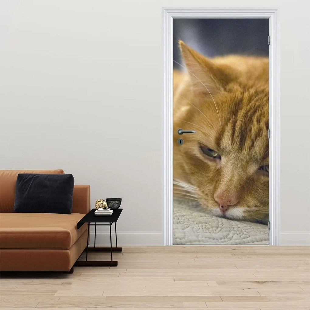 Fotótapéta ajtóra - Macskák (95x205cm)