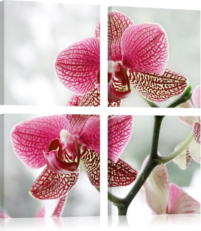 Kép - Fancy orchidea