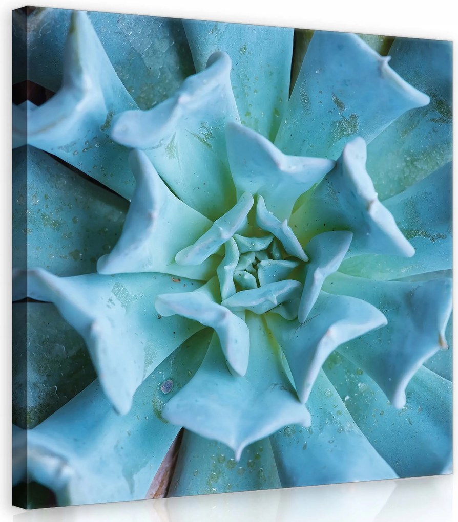 Vászonkép 40x40 Pozsgás Rozetta Levelek Kék Zöld Makro Természet