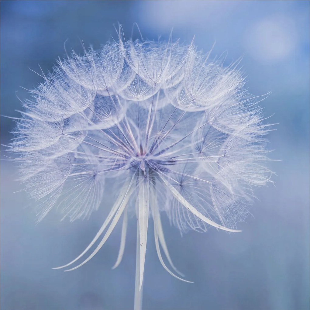 Fali fotótapéta Étkezőbe Kék finomság 250x250