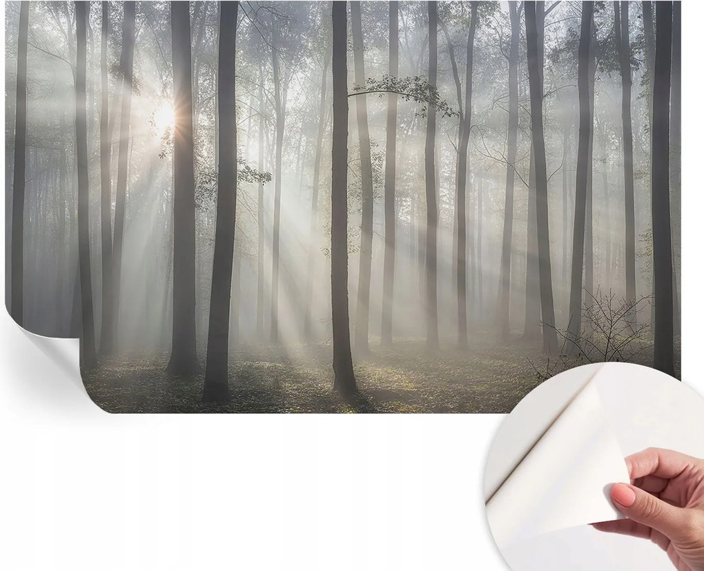 Modern öntapadós fotótapéta falra Illóer erdő 416x254 cm