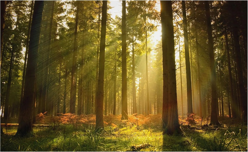 Dekoratív fotótapéta falra Könnyű összeszerelés Erdei reggel 416x254 Ragasztó