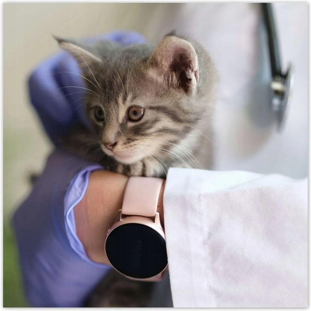 Poszterek 140x140 Kutatás állatorvos macska