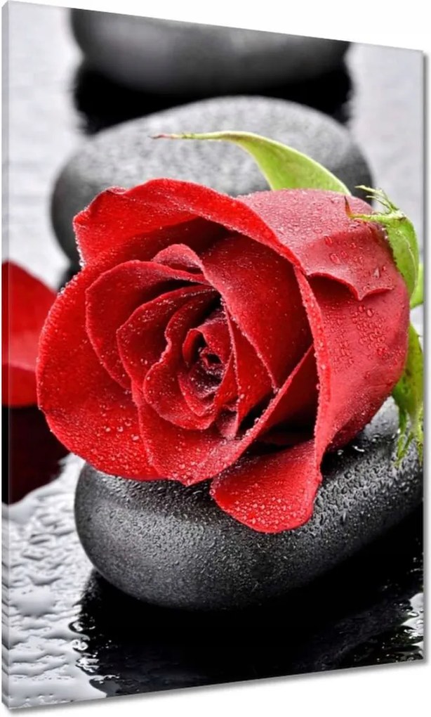 Vászonkép 70x100 Vörös rózsák Kövek