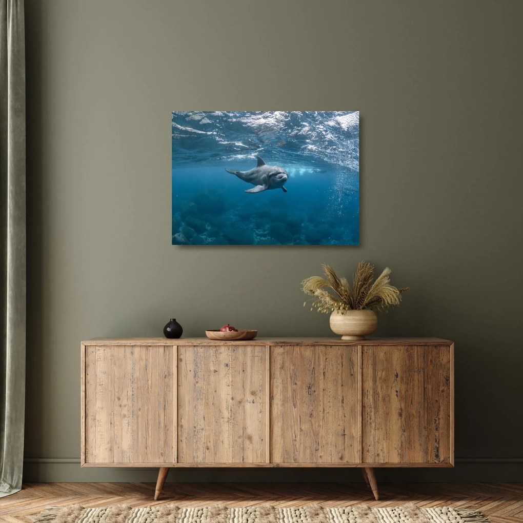 Kép - Delfin a felszín alatt (üvegen) (70x50 cm)