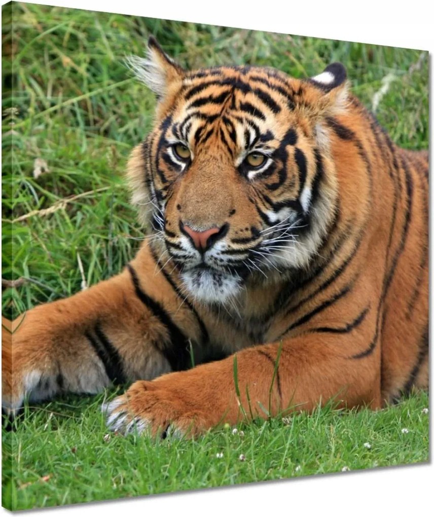 Vászonkép 40x40 Tigris