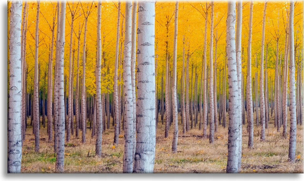 Nyírfa Ősz Sárga levelek vászonkép 90x60 cm Ajándéknak is tökéletes