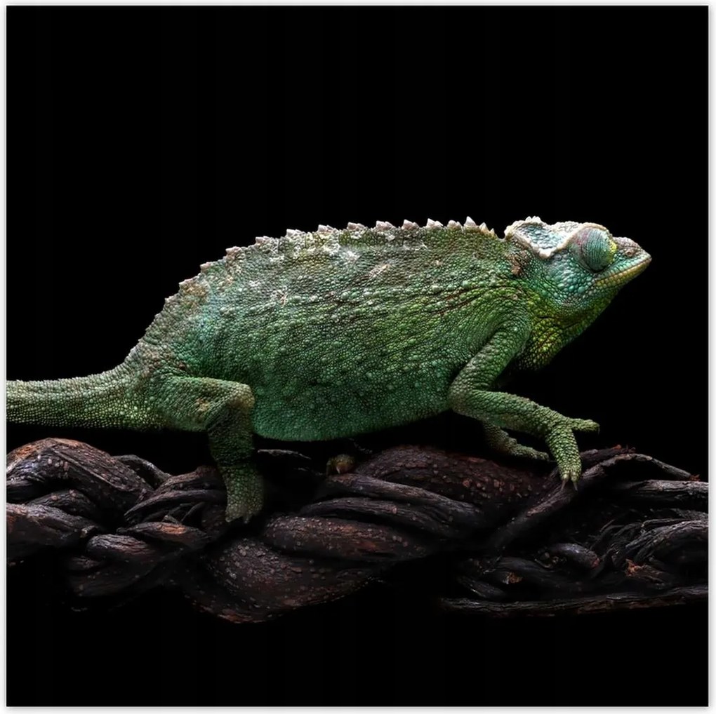 Poszterek 140x140 Hosszú zöld kaméleon