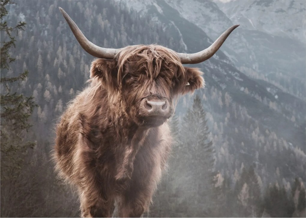 Üveg kép - Highlander tehén (70x50 cm)