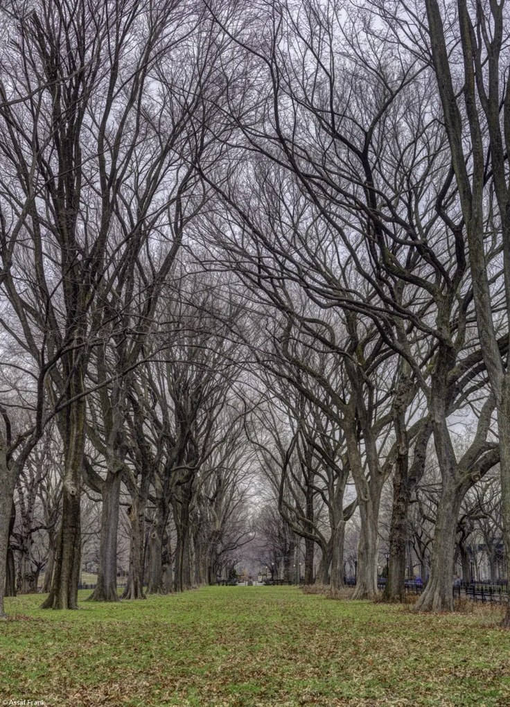 Poszter 20,5x28,4cm Fasorok a Central Parkban, Assaf Frank