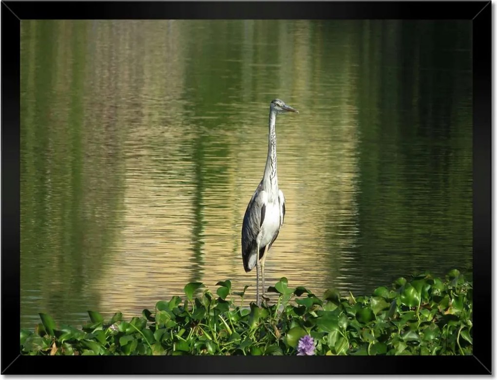 Poszterek keretben 40x30 Kalapos madár Tájkép Kilátás