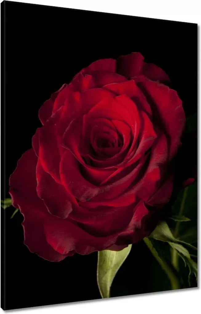 Vászonkép 60x80 Vörös rózsa