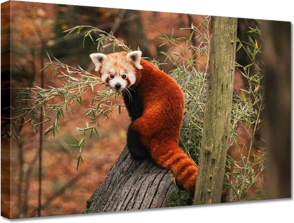 Vászonkép 30x20 Vörös panda kis panda piros kisebb