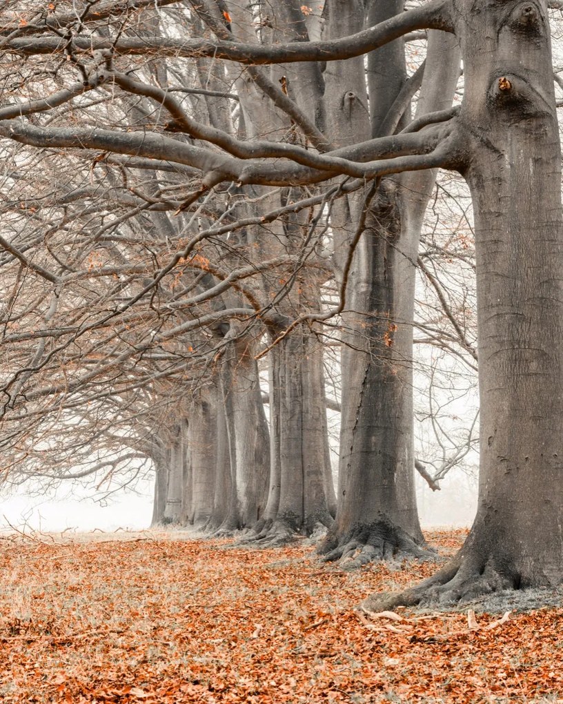 Poszter 40x50cm Fák egy sorban narancssárga levelek, Assaf Frank