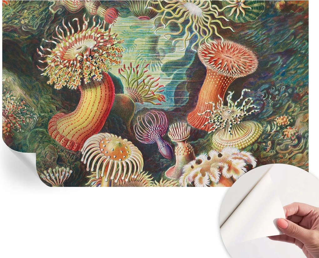 Dekoratív öntapadós fotótapéta irodába Fantázia anemonák 416x254 cm