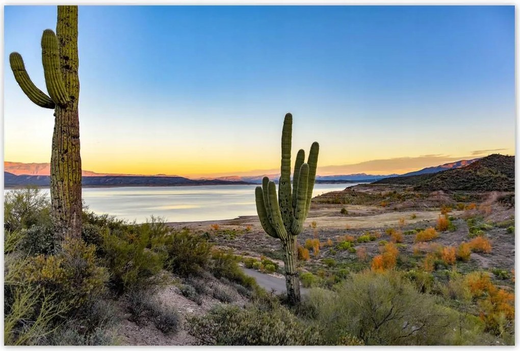 Poszterek 120x80 Kaktuszok a sivatagban