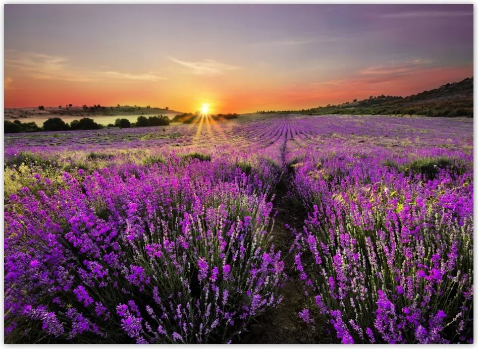Fotótapéta flizelina 254x184 Levendula mező Nyugat