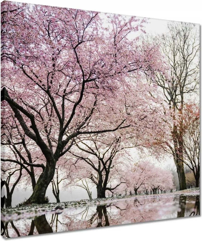 Vászonkép 50x50 Fa Fák Kilátás