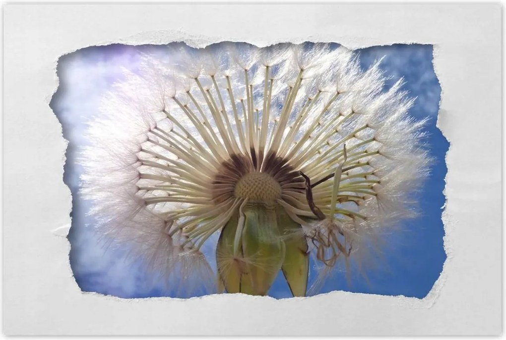 Poszterek 60x40 Pitypang Virág Virágok