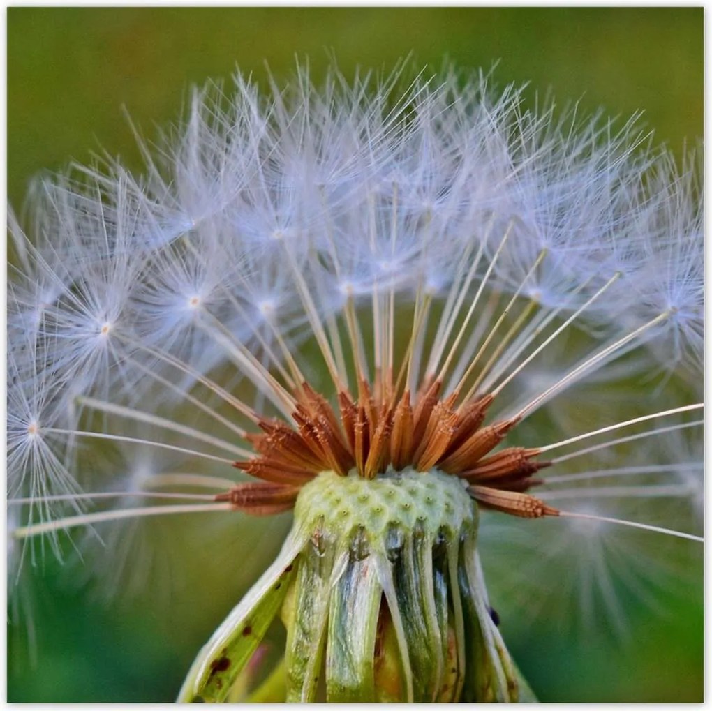 Poszterek 100x100 Pitypang Virág Virágok