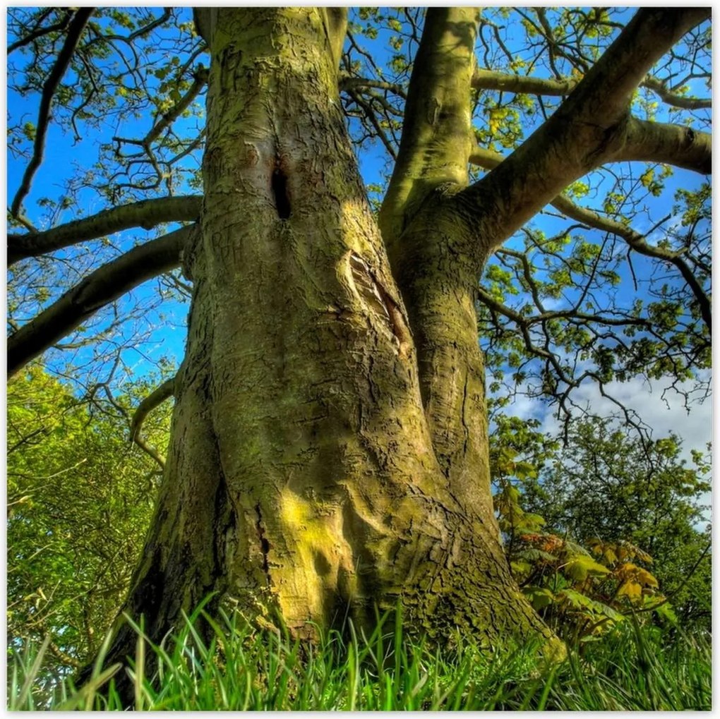 Poszterek 140x140 Erős fa