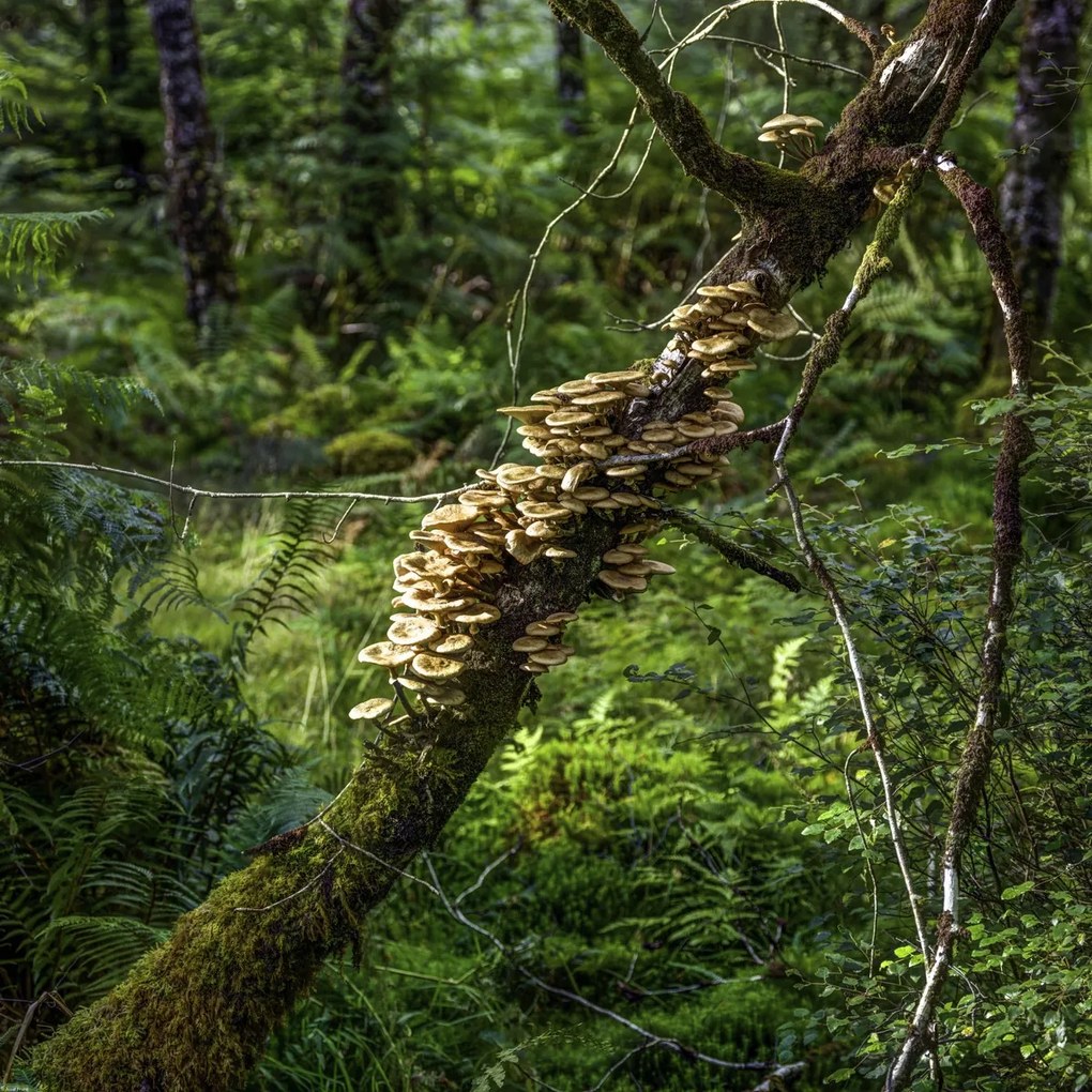 Poszter 70x70cm Gomba a fán, Assaf Frank