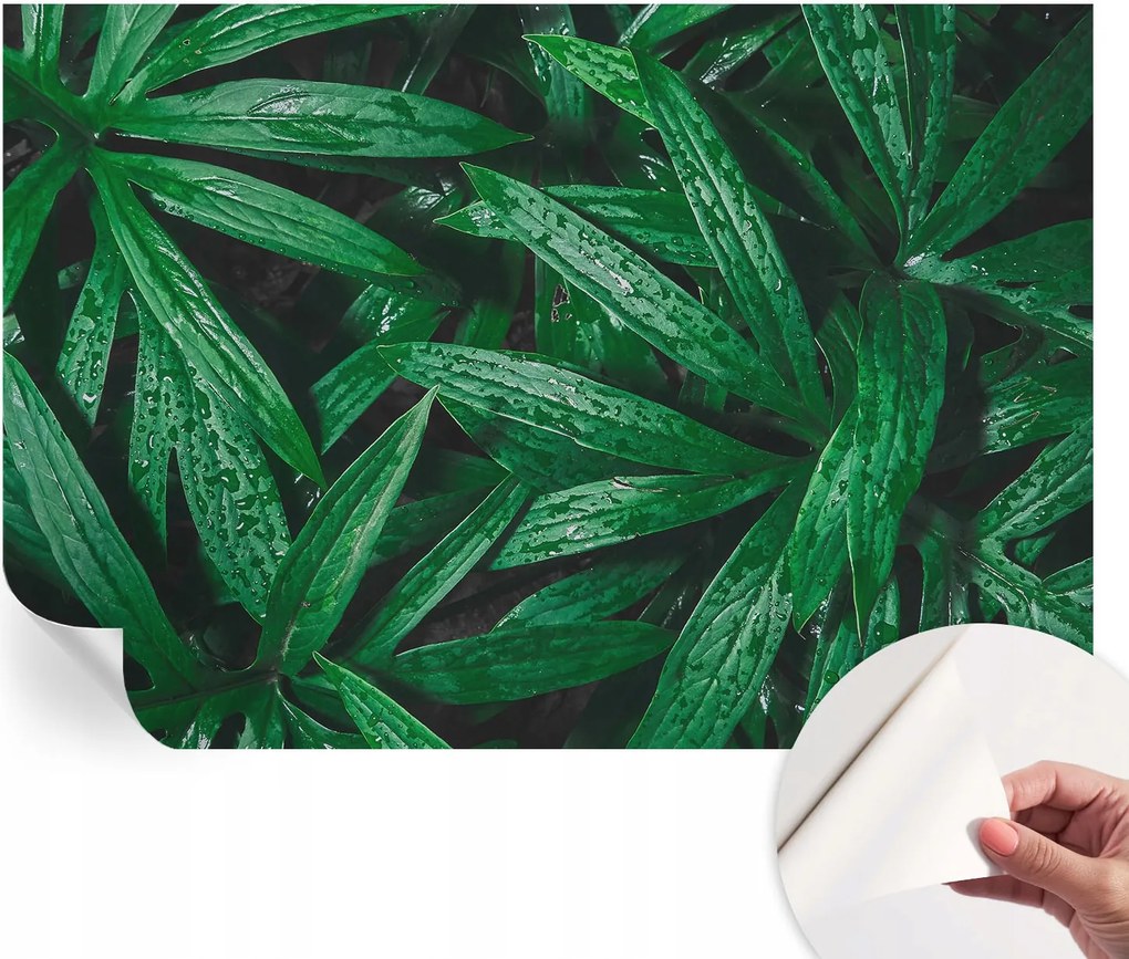 Matt öntapadós fotótapéta falra Természetes zöld 152x104 cm