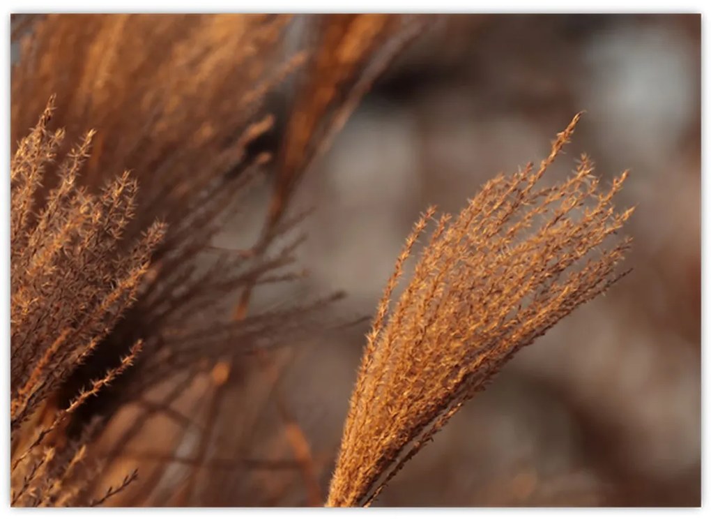 Kép - Cortaderia (70x50 cm)