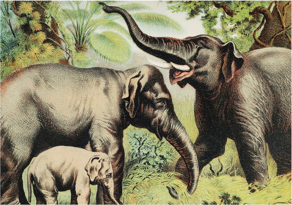 Dekoratív Fotótapéta Furnér Flizelin Családi elefántok 208x146 Ragasztó