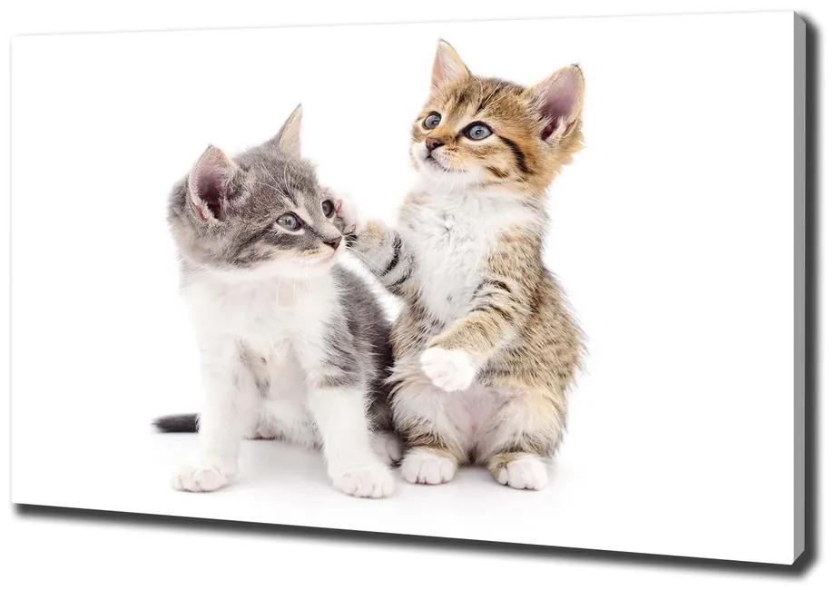Vászonkép Két kis macska pl-oc-100x70-f-120060855