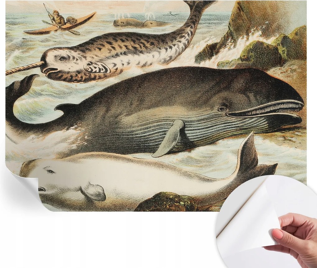 Öntapadós fotótapéta Konyha Mosható Tengeri óriások 208x146 cm