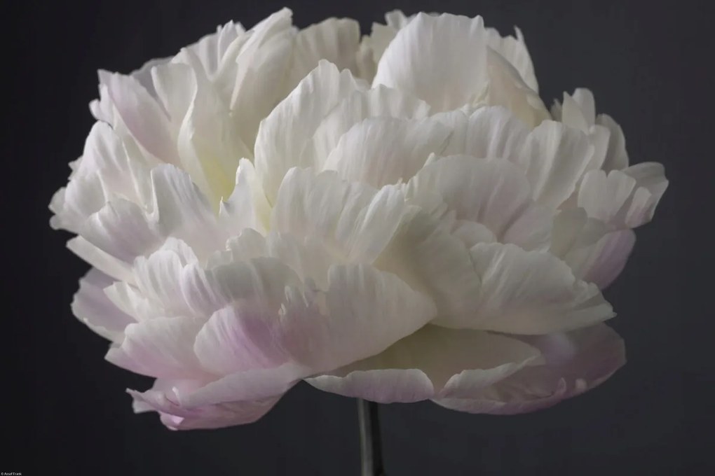 Poszter 60x40cm Bazsarózsa virág, Assaf Frank