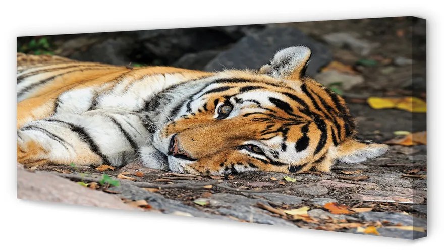 Canvas képek fekvő tigris 100x50 cm