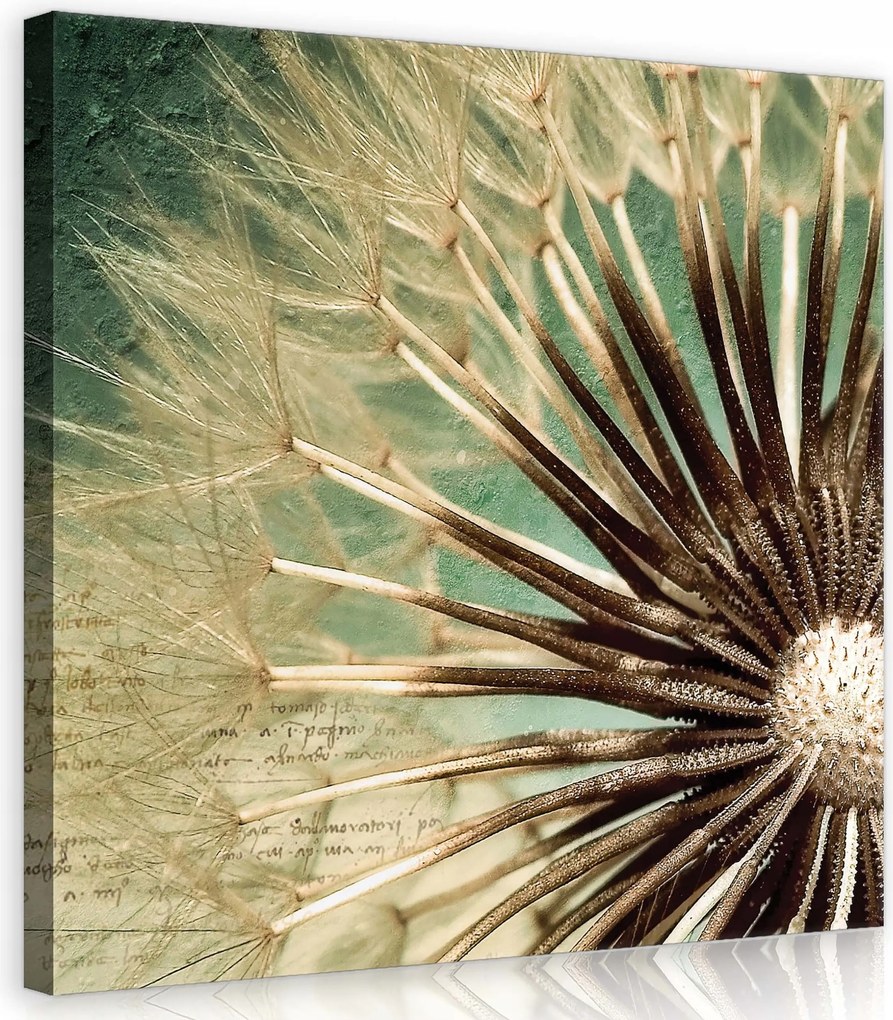 Vászonkép 80x80 Pitypang mag makro finomság természet részletek