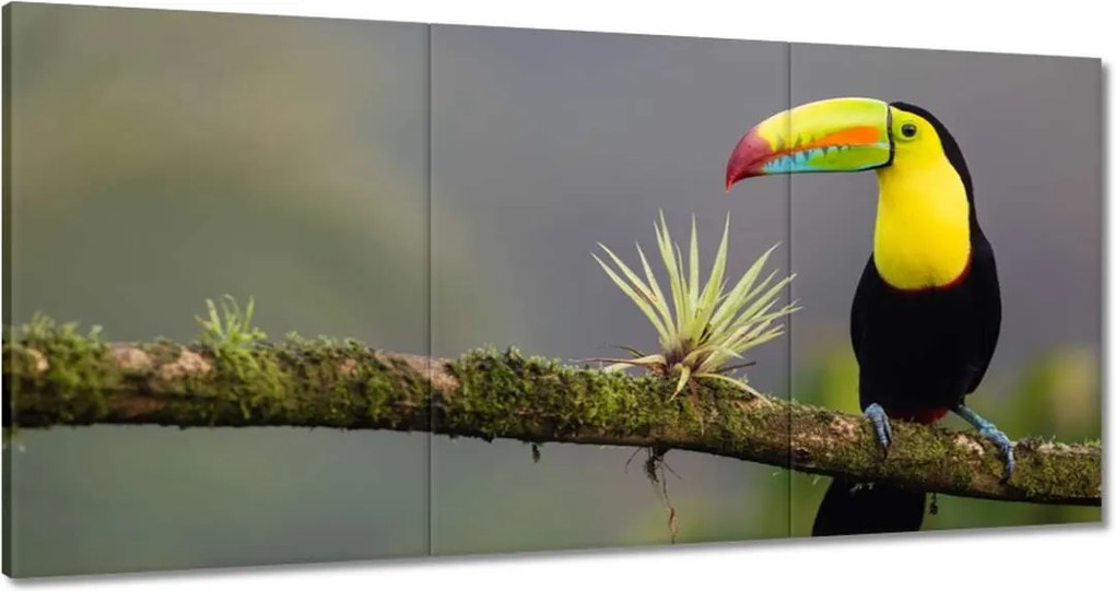 Vászonkép 180x90 Madarak