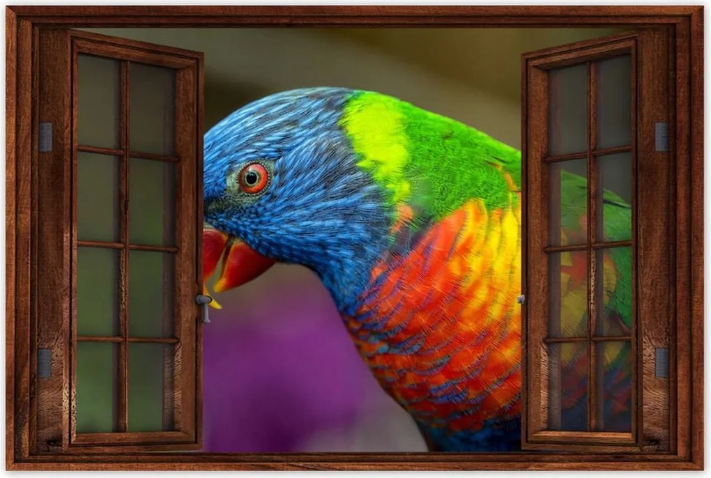 Poszterek 60x40 Papagájok Madarak