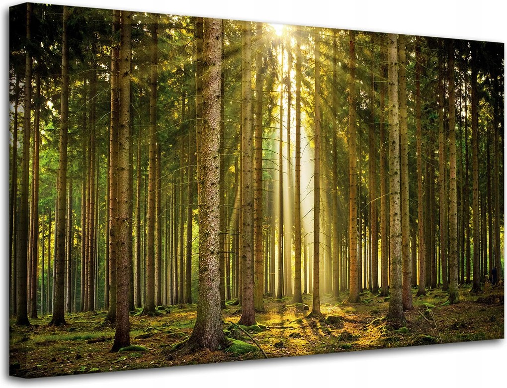 Vászonkép Erdő Fák Nap Természet Tavasz 80x50 cm
