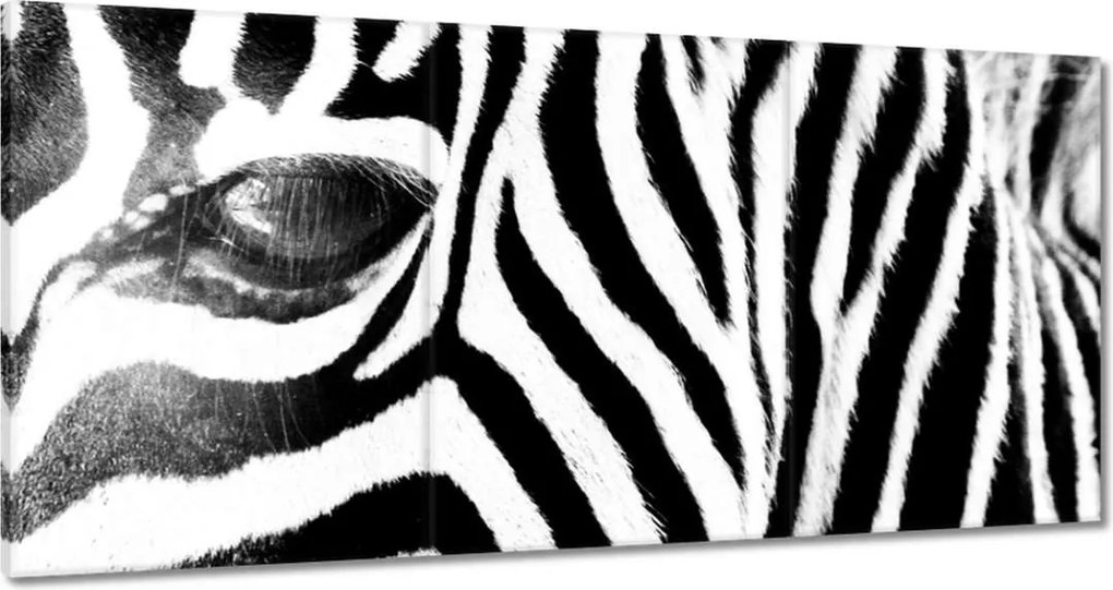 Vászonkép 60x30 Zebra csíkok