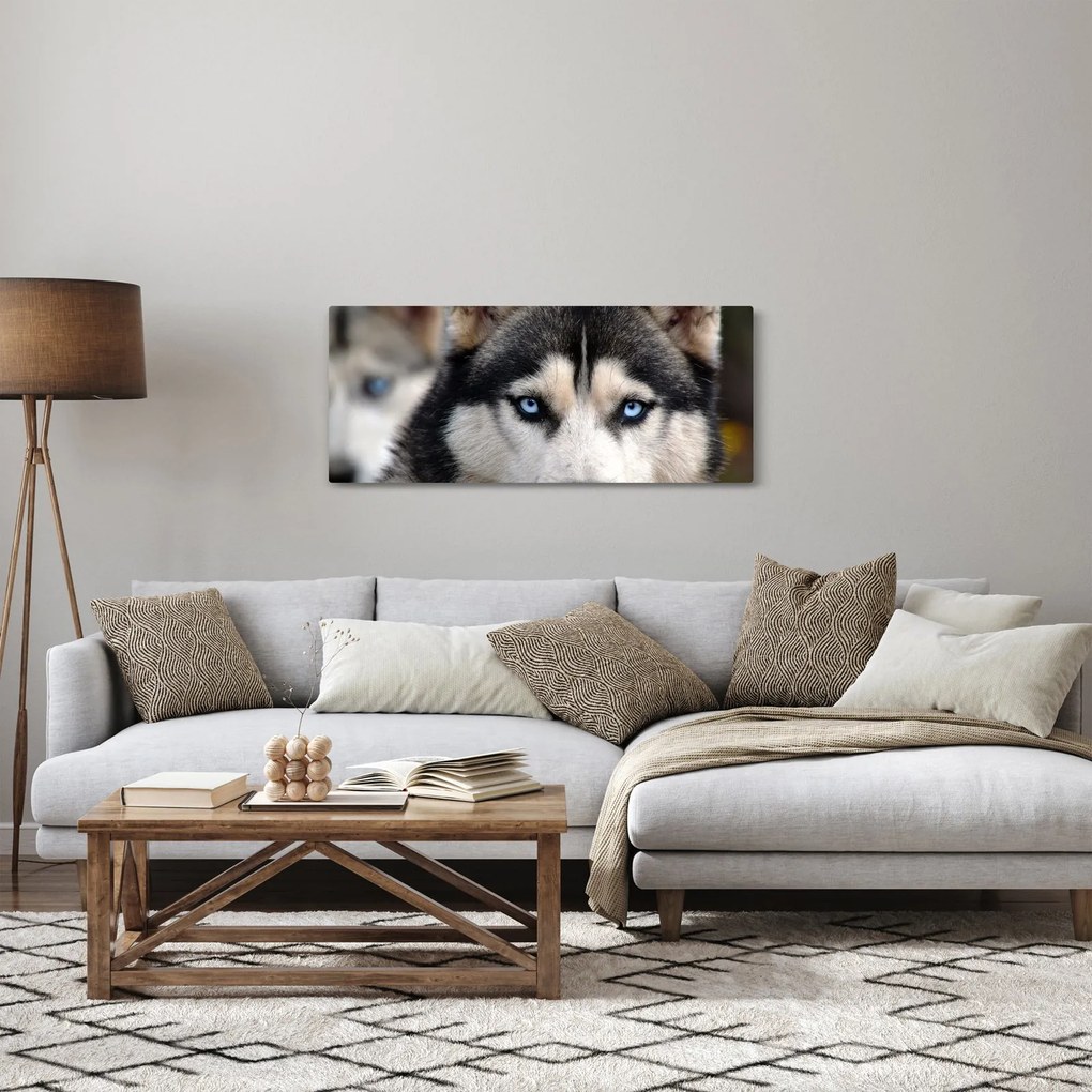 Husky kutya kép (120x50 cm)