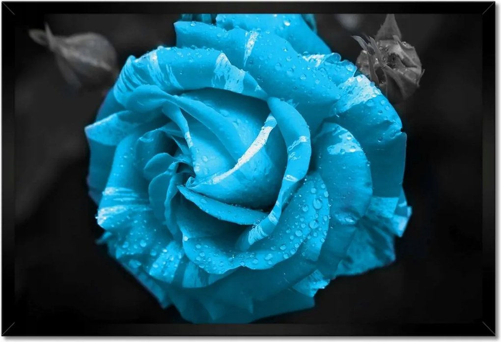 Poszter keretben 60x40 Türkiz rózsa Virág