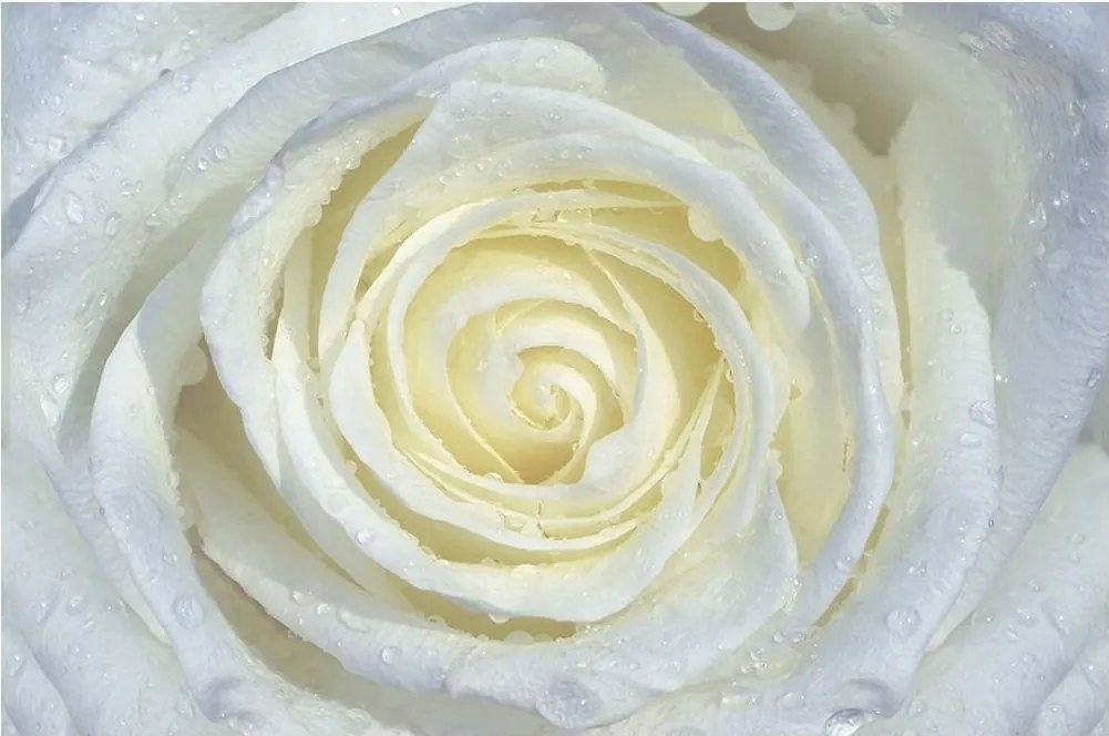 Fotótapéta rózsa virágok fotótapéta 254 x