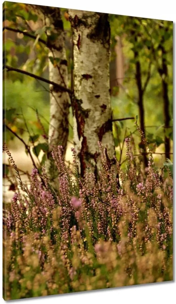Vászonkép 80x120 Nyírfa a hangák között Erdő