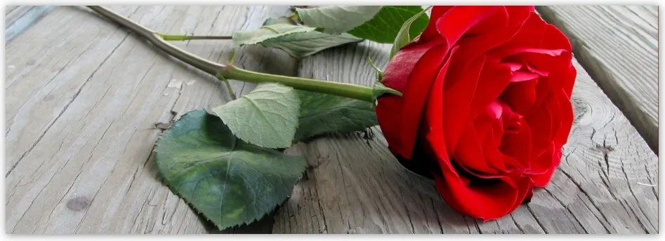 Fotótapéta flizelina 624x219 Vörös rózsa